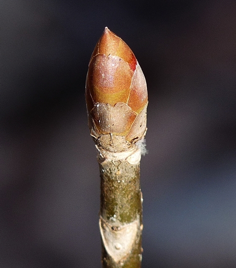 {Aesculus glabra}